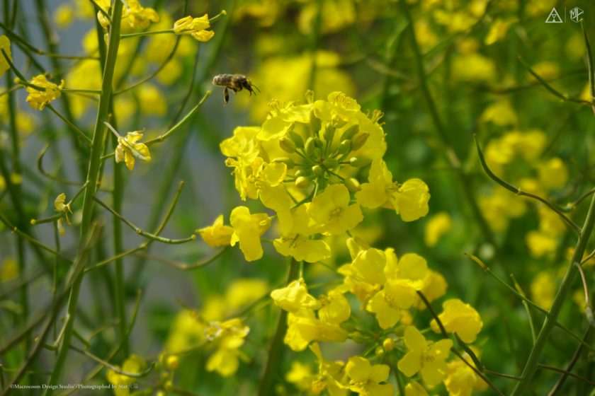 「摄影」蜜蜂油菜花-茆欣悦私人工作室官方网站